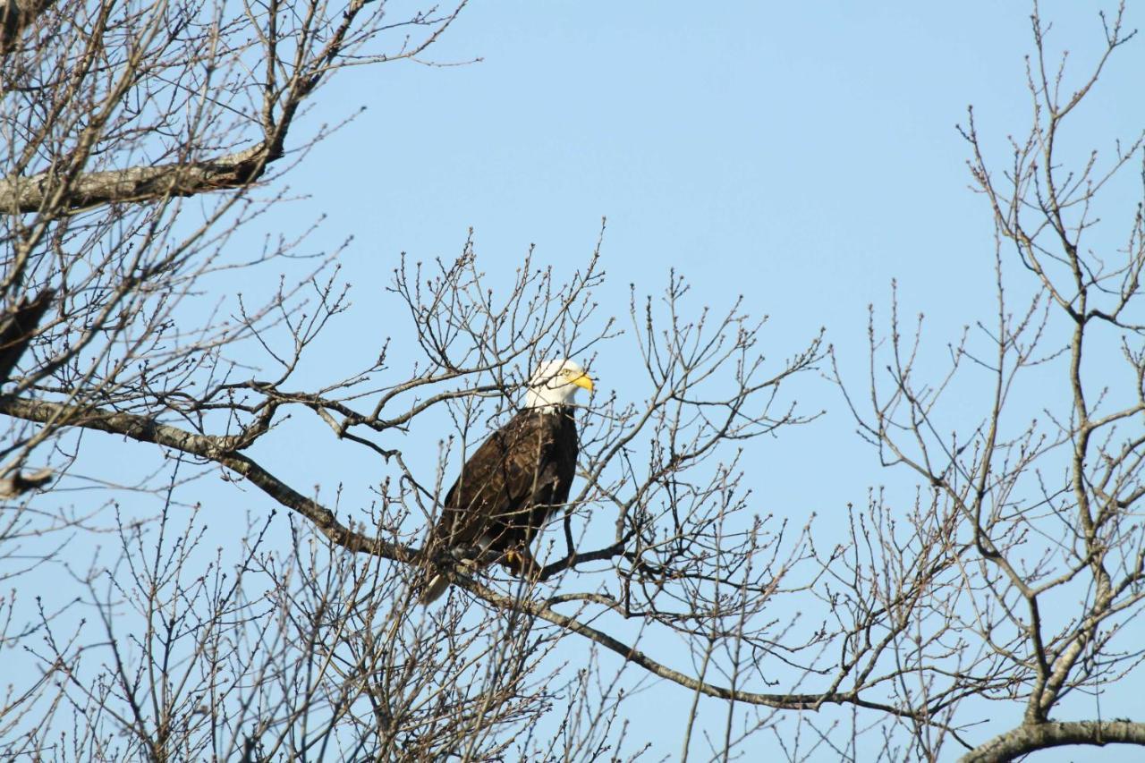 Riverfront Arkansas Retreat Near Fishing And Hiking! Gassville Dış mekan fotoğraf